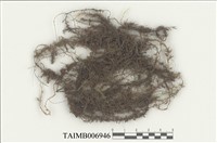 藏品(柳葉苔科)的圖片